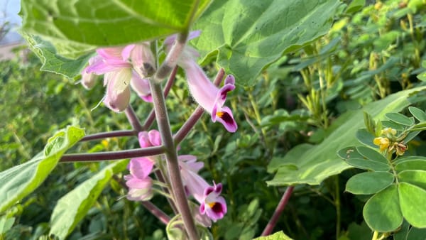 Pink and Green, Feast to Eyes